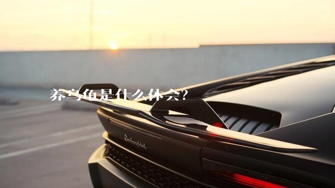 养乌龟是什么体会？